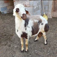 ذبح و قصاب گوسفند و گوساله( قصابی سیار )