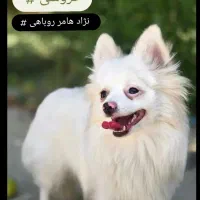 سگ خانگی