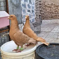 کفتر کبوتر سرخ کرمانی زرد کرمانی|پرنده|مه ولات, |دیوار