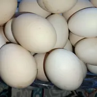 تخم مرغ محلی|خوردنی و آشامیدنی|شوشتر, |دیوار
