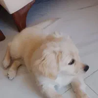 سگ اشپیتز با وسایل