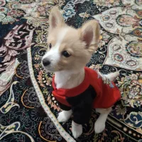 پامر روباهی|سگ|برخوار, |دیوار