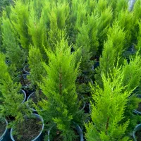 فروش انواع گل و گیاه|گل و گیاه طبیعی|رامسر, |دیوار