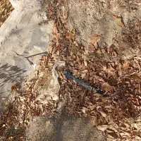 زمین کشاورزی|فروش زمین و ملک کلنگی|کامیاران, |دیوار