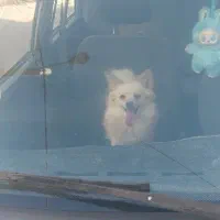 سگ پامر اشپیز  روباهی