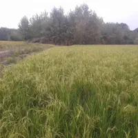 ۳۰۰۰متر زمین باغی،کشاورزی|فروش دفتر صنعتی، کشاورزی، تجاری|رشت, حومه رشت|دیوار