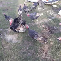 بوقلمون محلی