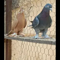 کبوتر ترکیه