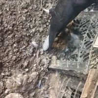 زاغ دم سفید مچ پا سفید و سبز جفت جوجه پرشی معاوضه