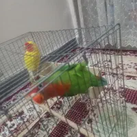 طوطی برزیلی