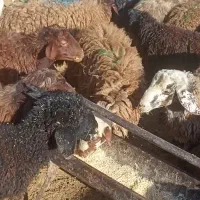 بره چاق وبره لاغر پرواری گوساله وگوشت|حیوانات مزرعه|جعفرآباد, |دیوار