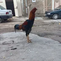 خروس لاری هشت ماه