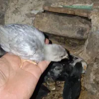 جوجه گلین لری