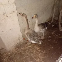 دو غاز دورگ|حیوانات مزرعه|گنبد کاووس, |دیوار