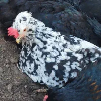 گلین مرغ|حیوانات مزرعه|سرخنکلاته, |دیوار