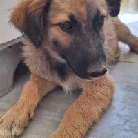 سگ ژرمن شپرد میکس