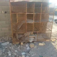 قفس پرنده و کبوتر