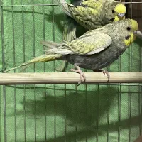 معاوضه مرغ عشق با عروس هلندی