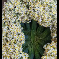 گل نرگس شهلا بهبهان