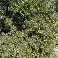 روغن زیتون فرا بکر|خوردنی و آشامیدنی|تهران, بوستان ولایت|دیوار