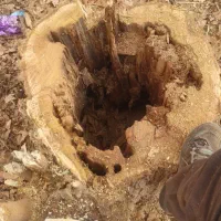 برش انواع چوب|خدمات باغبانی و درختکاری|ماهان, |دیوار