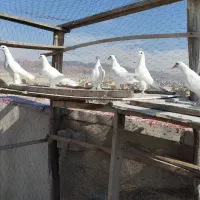 کبوتر|پرنده|تبریز, |دیوار