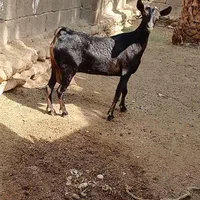 خاص دام|حیوانات مزرعه|اصفهان, بوزان|دیوار