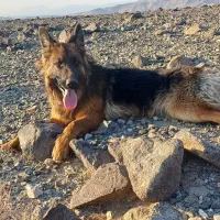 توله سگ ژرمن شولاین|سگ|جیرفت, |دیوار