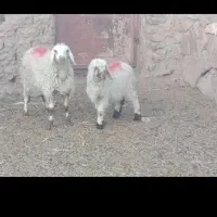 بزغاله دورگ بره ماده موتورلیفان خشک اگهی درست بخون|حیوانات مزرعه|گزیک, |دیوار