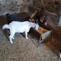 بز وکره|حیوانات مزرعه|تفت, |دیوار