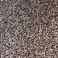 کنجد رودبار جنوب