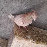 دمسفید. سینه زرد. طوقی|پرنده|مبارکه, |دیوار