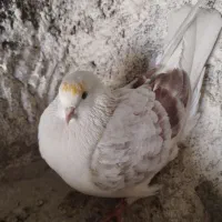 دوکت ماده بلندگرد