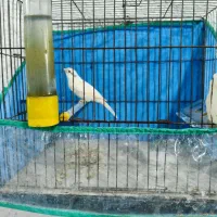 قناری نر سفید مست|پرنده|مرودشت, ژیان|دیوار