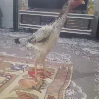 خروس اوشامو گردن لرزا ویک تیغ سفید|حیوانات مزرعه|تربت‌حیدریه, جانبازان|دیوار