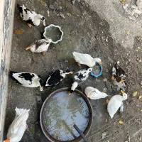 اردک و غاز|حیوانات مزرعه|کوهسار (البرز), |دیوار