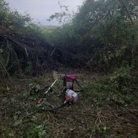 علف زنی|خدمات باغبانی و درختکاری|فومن, |دیوار