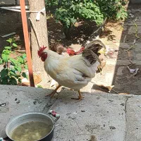 طیور زینتی و گوشتی