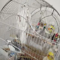 عروس هلندی نر و ماده