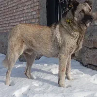 سگ .|سگ|اردبیل, |دیوار