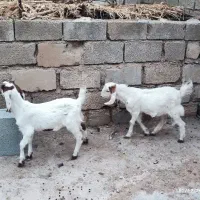 کهره دوقلو افغانی گلابی بلدرچین گوشتی سلطان آباد|حیوانات مزرعه|رامهرمز, |دیوار