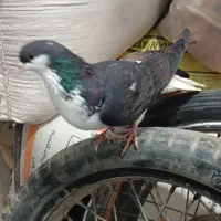 کبوتر ارزان