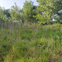 زمین 1000 متری باغی