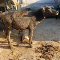 گاو گوساله گاسفند بز بره گاو میش در شادگان|حیوانات مزرعه|شادگان, |دیوار