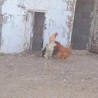 خروس لاری|حیوانات مزرعه|اردبیل, |دیوار