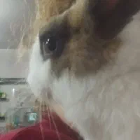 خرگوش|موش و خرگوش|تهران, جوادیه تهرانپارس|دیوار