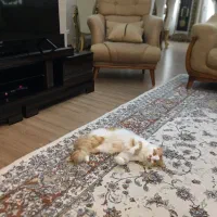 گربه بریتیش پرشین