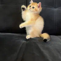 پذیرنده گربه واگذاری