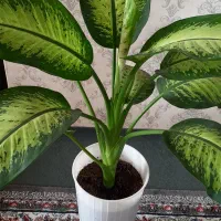 گل دیفن زیبا و شاداب|گل و گیاه طبیعی|لنگرود, |دیوار