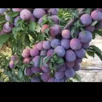 آلو‌کبرایی